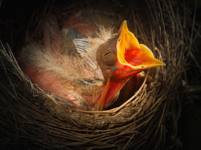 baby-bird-nest_si.jpg