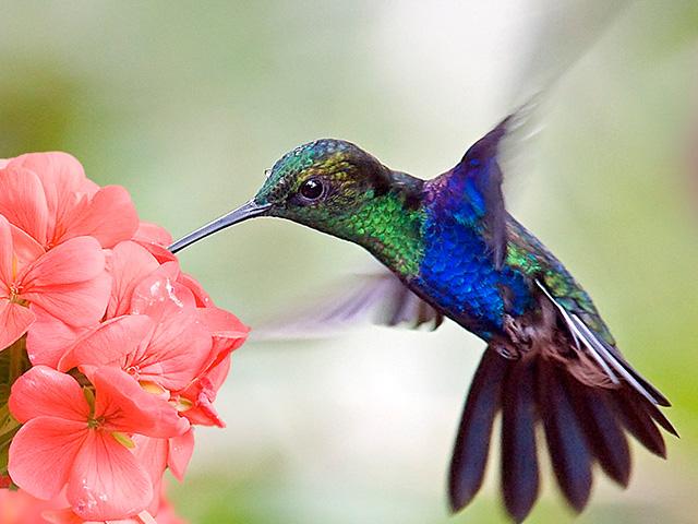 blue-hummingbird-flower_si.jpg