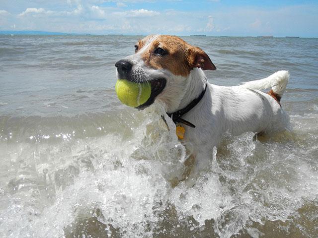 dog-fetch-ball