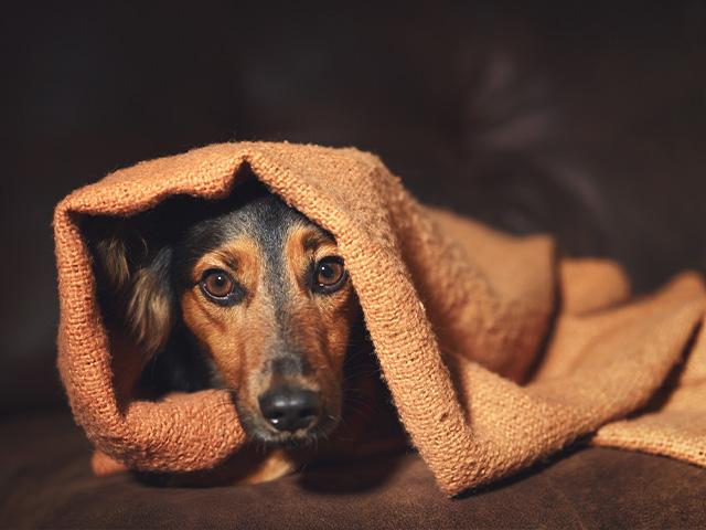 little dog hiding under a blanket