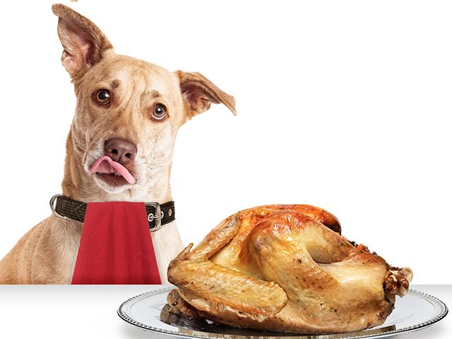 dog-thanksgiving_si.jpg