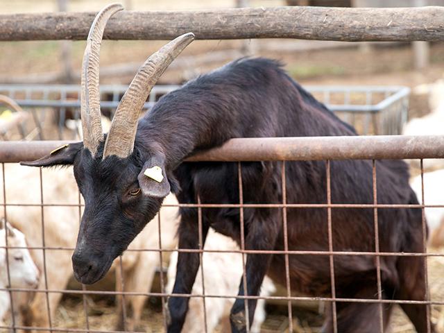 goat-horns-fence_si.jpg