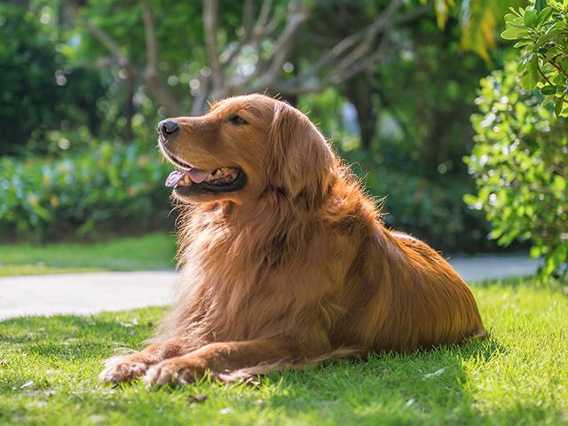 Golden retriever laying in the grass