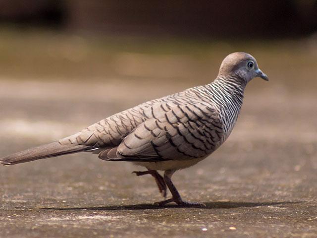 gray-dove-bird_si.jpg