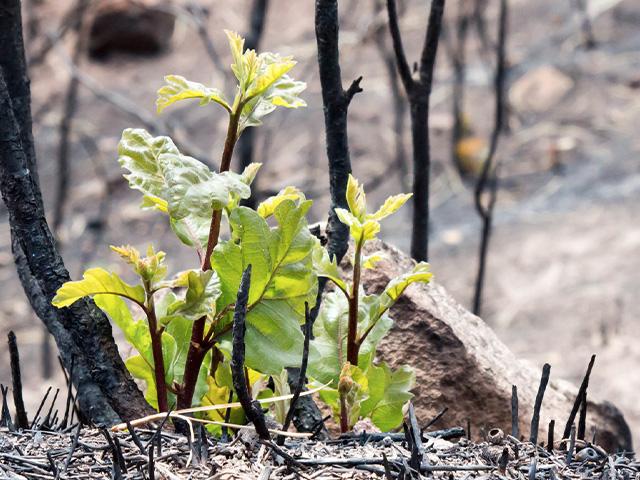burned forest sprouts new growth