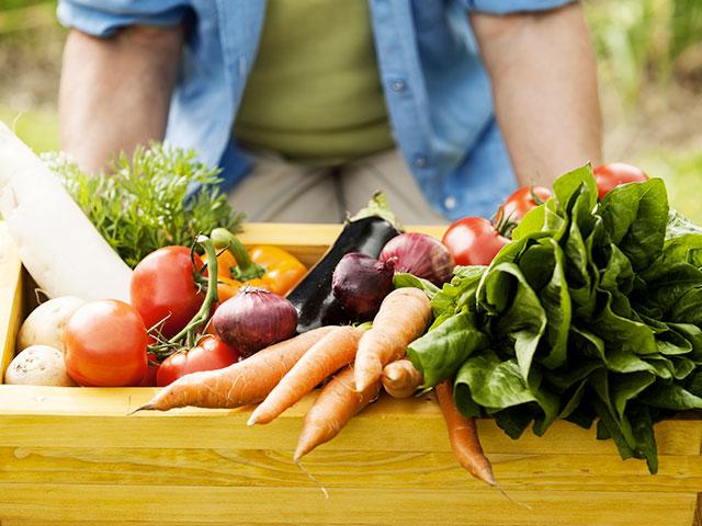 harvest-vegetables