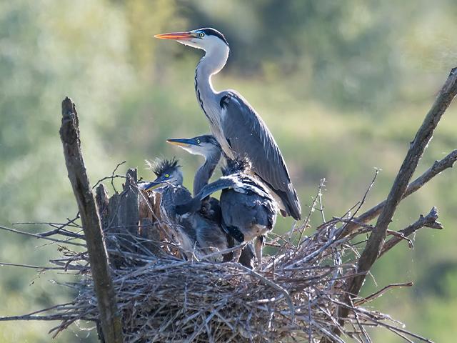 heron nesting with baby herons