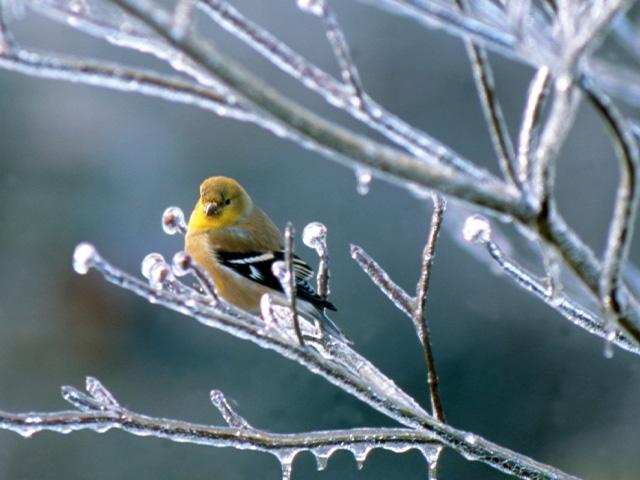 a goldfinch perched on an icy tree branch