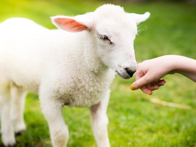 lamb-pet-child_si.jpg