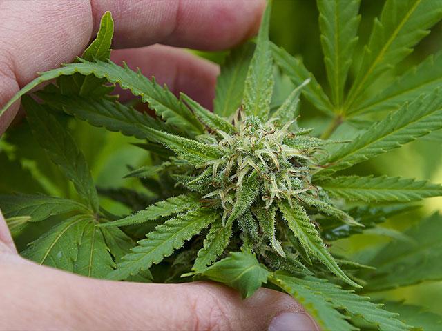 Marijuana Plant AS