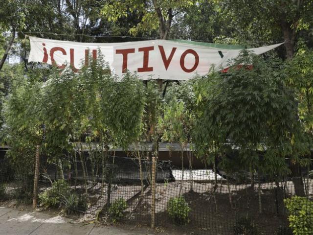 Esta fotografía del jueves 19 de noviembre de 2020 muestra plantas de marihuana sembradas frente al Senado, en la Ciudad de México. (AP Foto/Eduardo Verdugo)