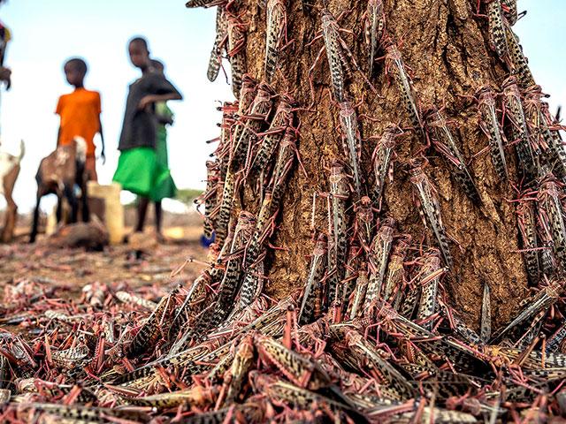 Parts of Africa have faced the biggest locust outbreak in 70 years, and now a second wave of the voracious insects, some 20 times the size of the first, is arriving. (PHOTO CREDIT: Sven Torfinn/FAO via AP)