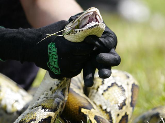 A Burmese python shown in a safe capture demonstration where FL Gov. Ron DeSantis announced that registration for the 2022 Florida Python Challenge has opened for the 10-day event to be held Aug 5-14 (AP Photo/Lynne Sladky)
