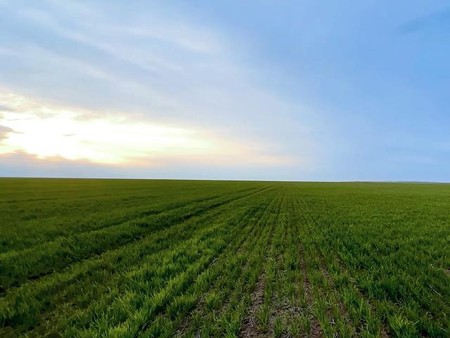 War in Ukraine Sparks Fears of Global Wheat Shortage