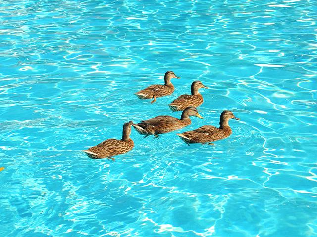 ducks in a swimming pool