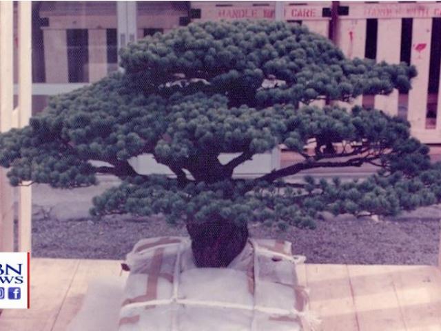 This Bonsai tree survived the atomic bomb dropped on Hiroshima, Japan on August 6, 1945. (Image credit: US National Arboretum) 