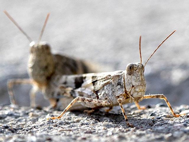 This Thursday, July 25, 2019, photo shows grasshoppers on a sidewalk outside the Las Vegas Sun offices in Henderson, Nev. (Steve Marcus/Las Vegas Sun via AP)