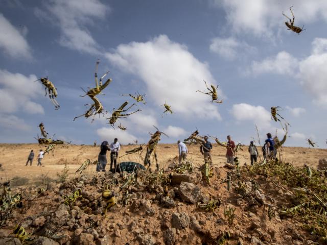 Swarms of Locusts in rural Kenya