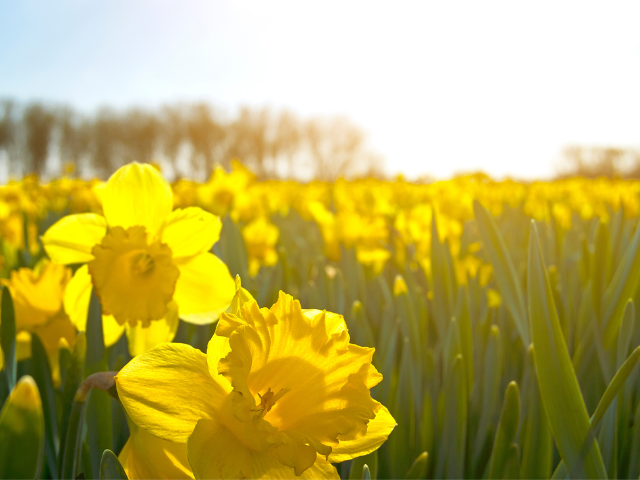 wild flowers yellow daffodils