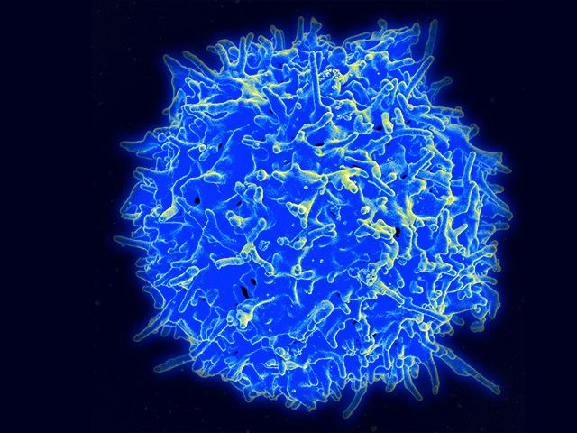 t-cell
