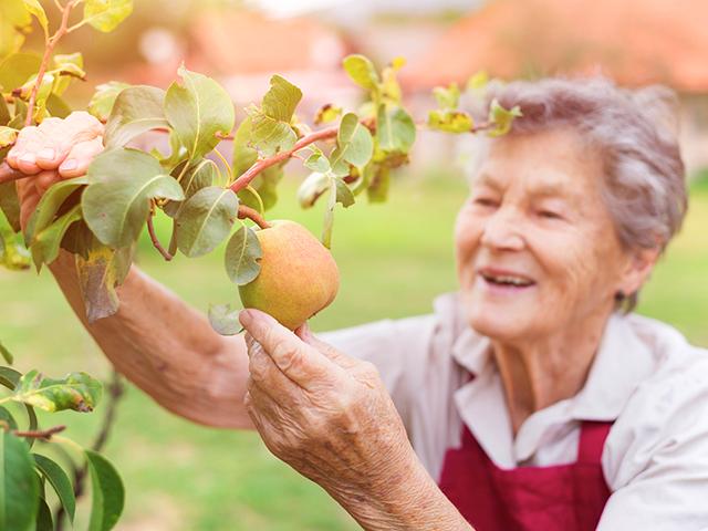 senior woman and a pear tree