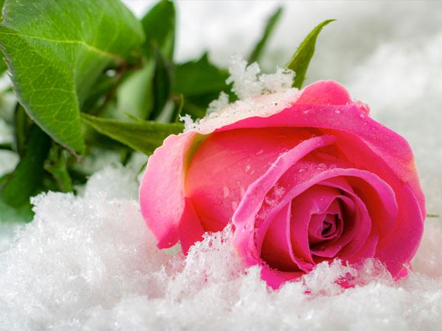 pink-rose-snow_si.jpg