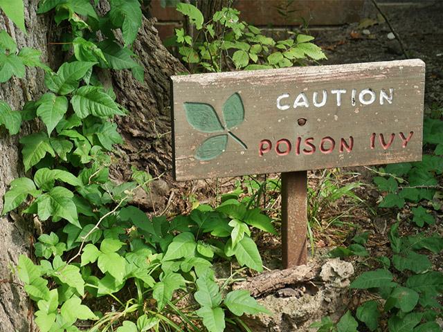 poison ivy weed
