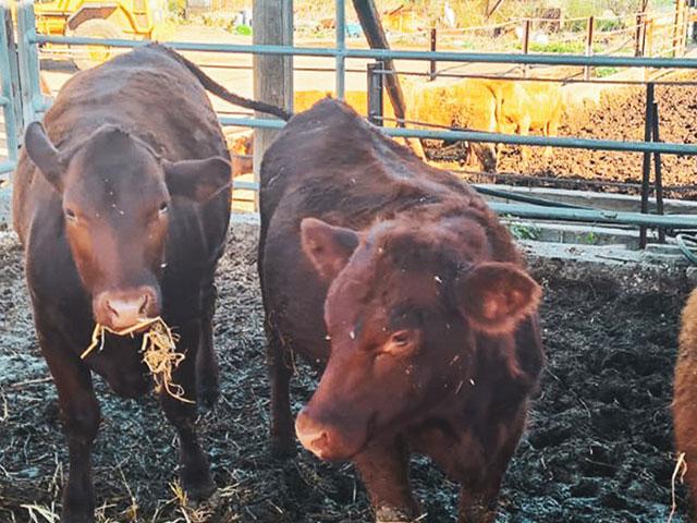 These red heifers from America have special meaning in Israel because of the prophetic significance of unblemished red heifers for purifying priests for Temple sacrifice. Photo Credit: Boneh Israel.