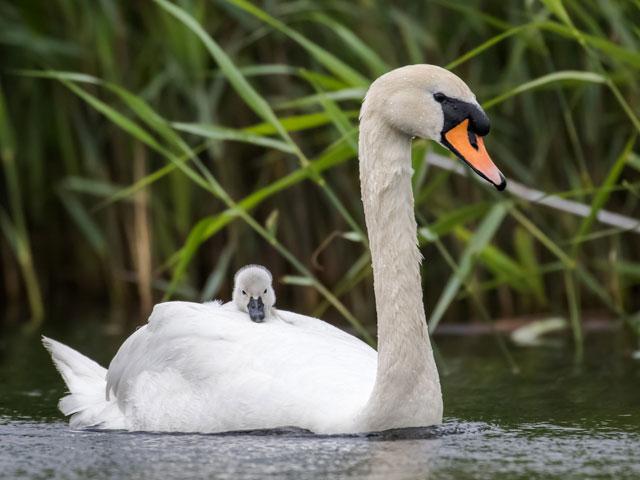 swan-baby-pond_si.jpg