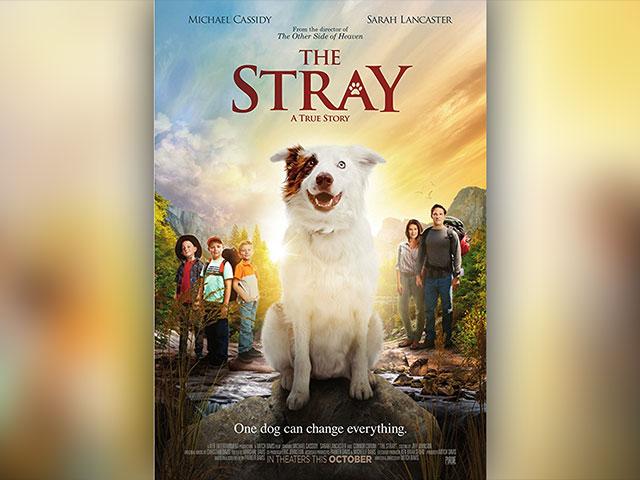 The Stray Poster IMDB