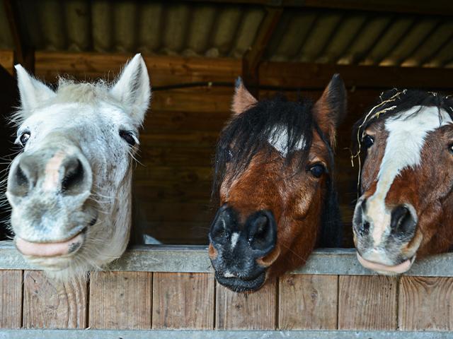 three horses looking out of a barn
