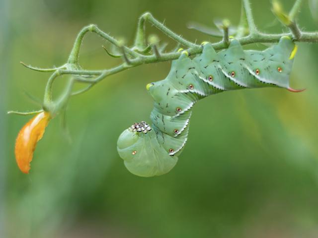 hornworm caterpillar on tomato plant
