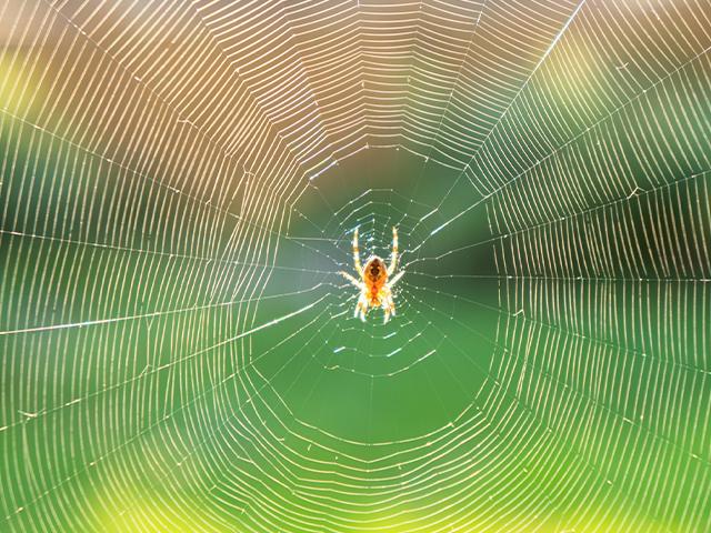 large spider web with spider in the center