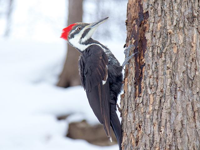 woodpecker pecking tree in snow