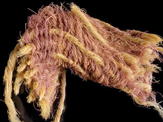 Wool textile fragment decorated by threads dyed with Royal Purple, ~1000 BCE, Timna Valley, Israel. Photo Credit: Dafna Gazit, courtesy of the Israel Antiquities Authority