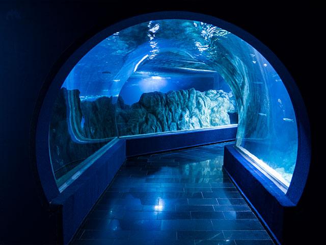 One-of-a-Kind Aquarium Comes to Jerusalem | CBN News