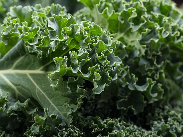 Contaminated Kale: Eating Healthy Just Got a Bit More Tricky, Thanks to ...