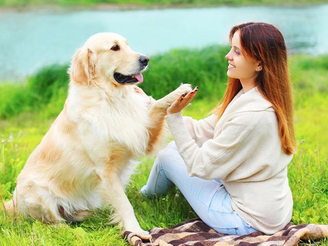 are golden retrievers obedient