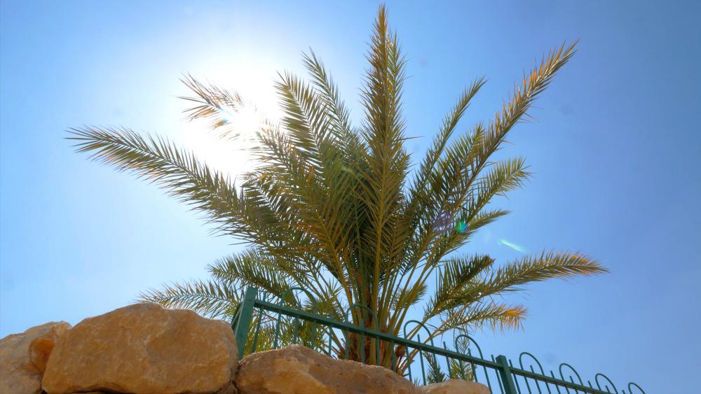Date palms from 2000-Year-Old Date Seeds. Photo: CBN News