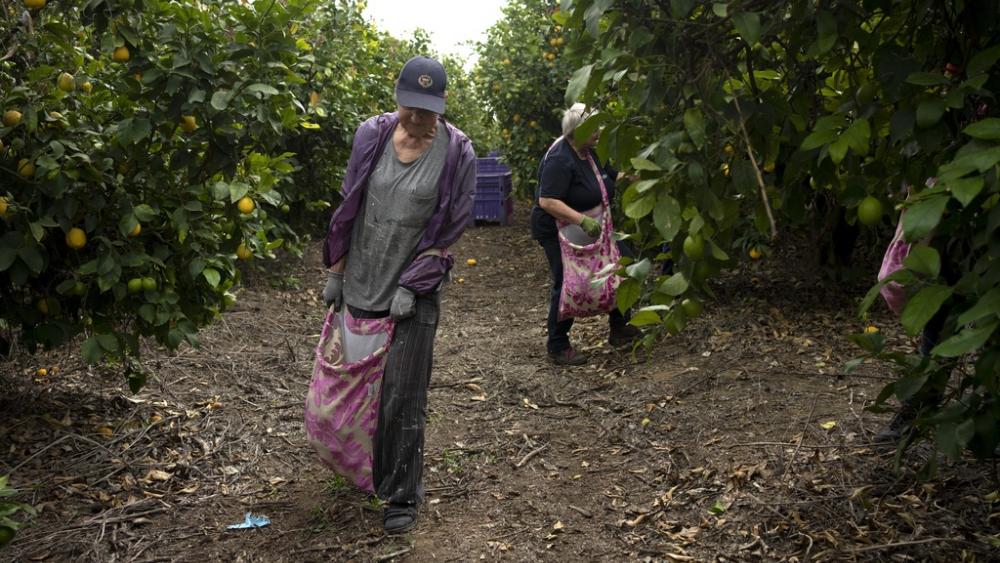 Christian volunteers Anja van der Stok, left, and Jannie Slim, right, pick lemons on a farm in southern Israel, as part of a post-Oct. 7 solidarity tour, Monday, March 4, 2024. (AP Photo/Maya Alleruzzo)