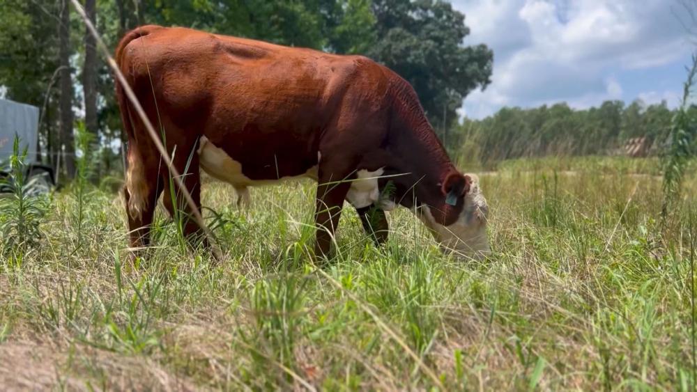 Regenerative Farmers are Transforming Agriculture