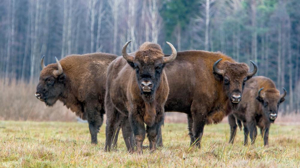 In 2016, bison were named as America’s National Mammal. 