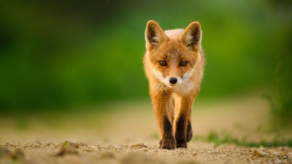 Rare Sightings of Foxes Near Temple Mount a Fulfillment of ...