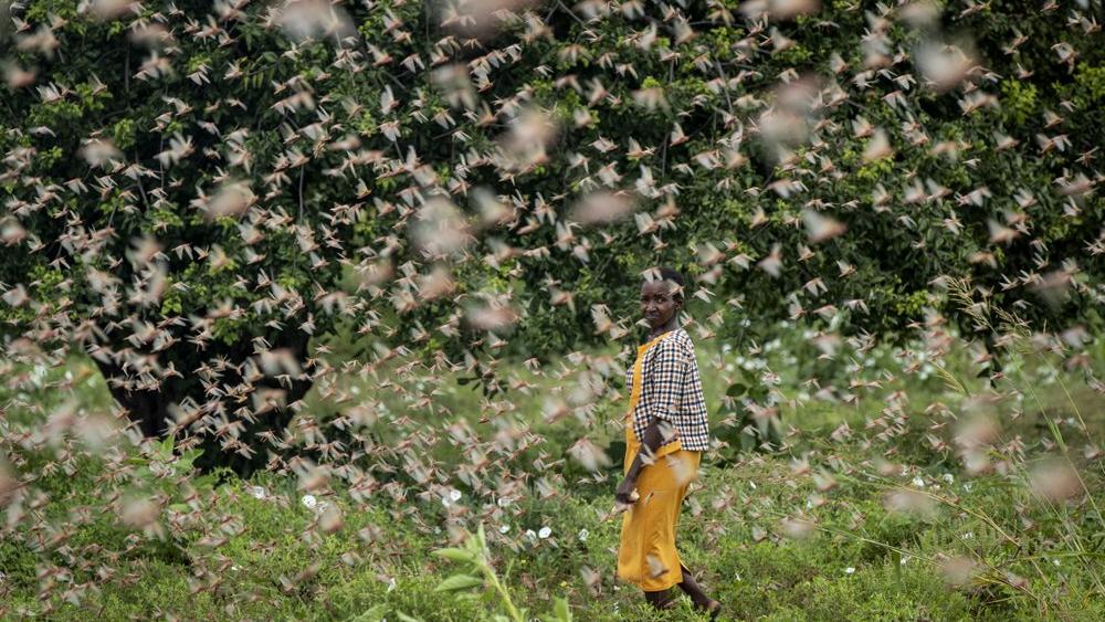 A farmer looks back as she walks through swarms of desert locusts feeding on her crops, in Katitika village, Kitui county, Kenya (AP Photo/Ben Curtis)