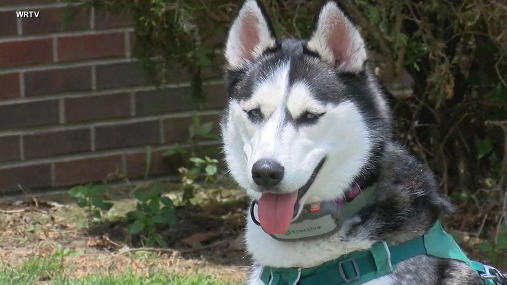 Luna the Life-Saving Dog Rescues Family (Credit: WRTV/ABC News)