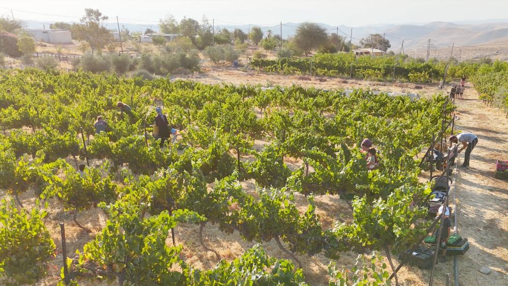 Vineyards in Tekoa, Israel. Photo Credit: Courtesy.