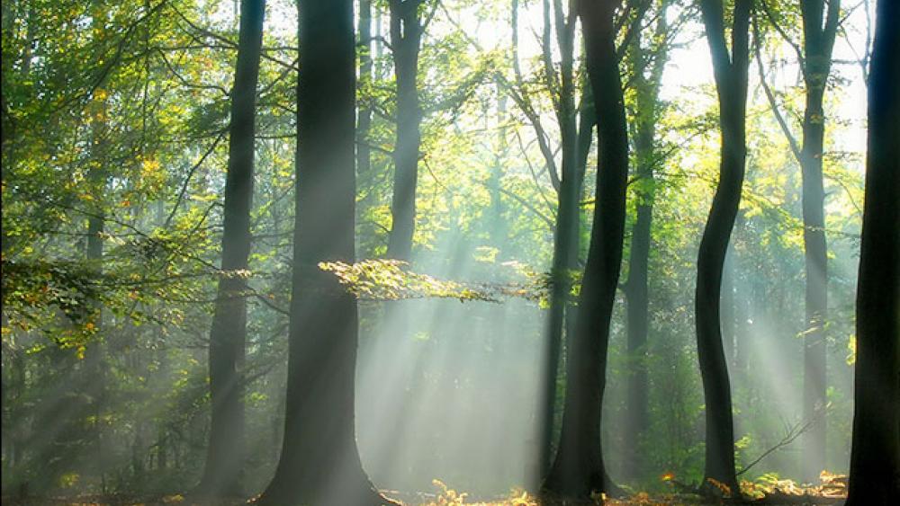 trees-light-serenity