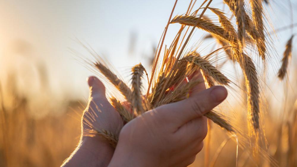 hands holding wheat in a wheat field
